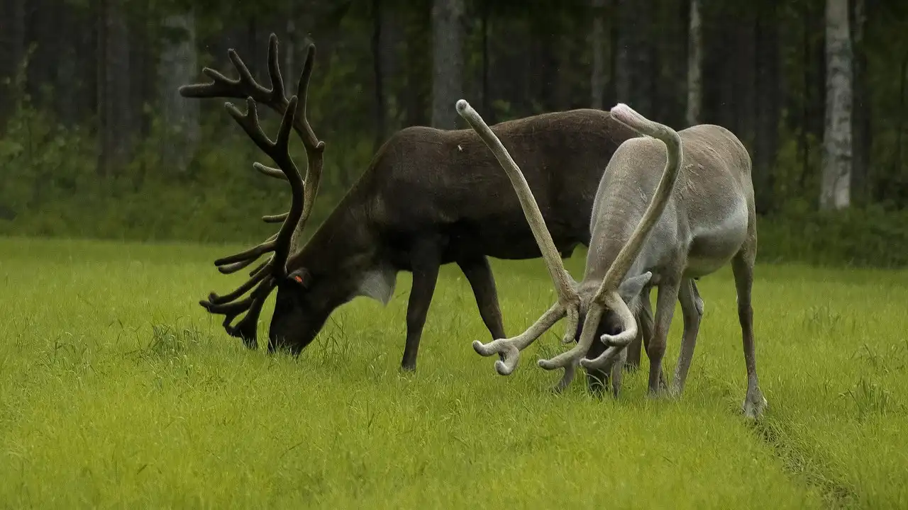 Sami Dual Pronouns Explained: How To Say 'We Two' vs 'We All'