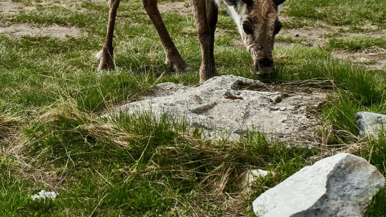 How To Start Learning North Sami: A Beginner's Guide