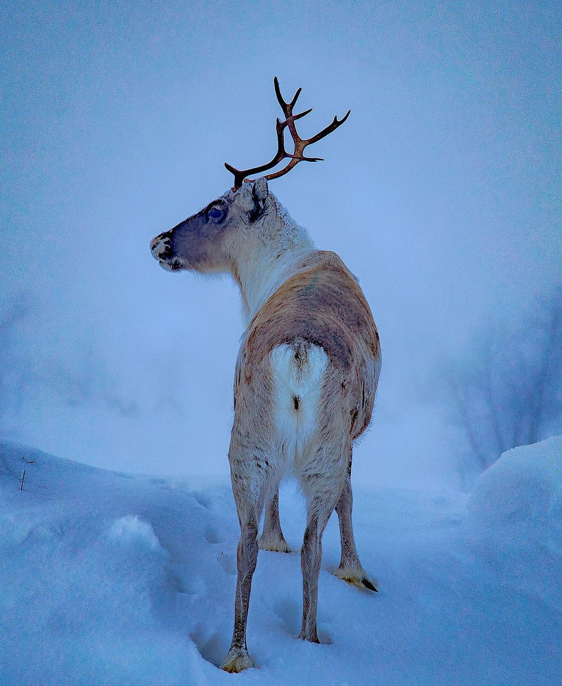 Sami language lessons